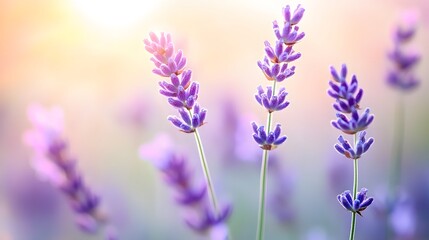 Naklejka premium lavender flowers in the field