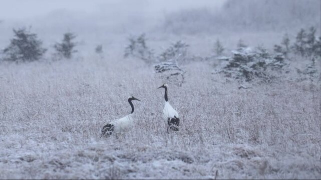 Two Japanese cranes during a snowfall on a snowy marsh
