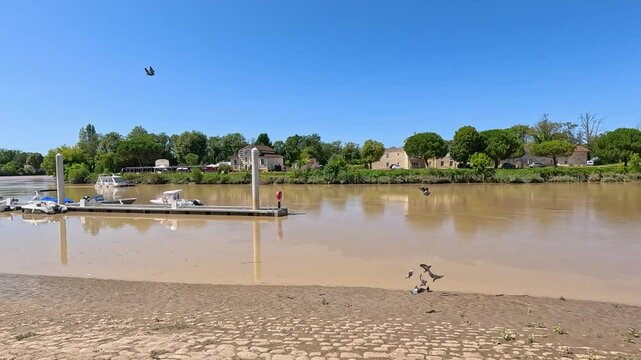 Pigeons by the Muddy Riverbank