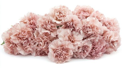 A bouquet of soft pink carnations artistically arranged, isolated on a seamless white background,