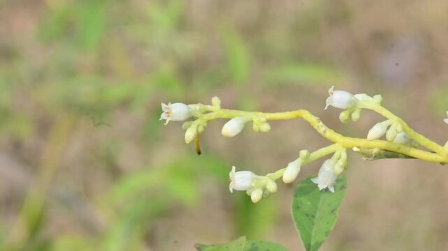 Cuscuta or Dodder flower. It is a genus of over species of yellow, orange or red parasitic plants. Its identified by its thin stems appearing leafless, with the&nbsp;leaves&nbsp;reduced to minute scales.Amarbel