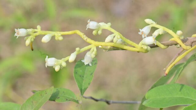 Cuscuta or Dodder flower. It is a genus of over species of yellow, orange or red parasitic plants. Its identified by its thin stems appearing leafless, with the&nbsp;leaves&nbsp;reduced to minute scales.Amarbel