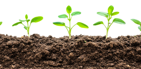 PNG New seedlings sprout from spring soil