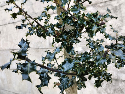 Spiky Holly Bush: Natural Ilex Aquifolium Tree with Spiny Branches and Leaves