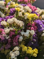 Macro pink and white flowers