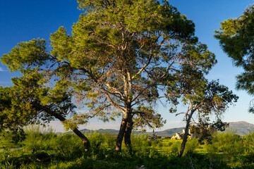 Obraz premium Ruines antiques de Segermes, Tunisie