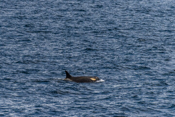 Fototapeta premium Close-up of a killer whale, Orcinus orca, swimming in the waters of the Antarctic peninsula, near Anvers Island.