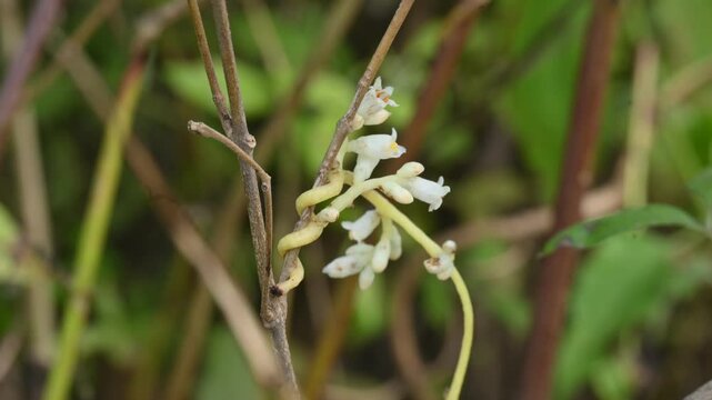 Cuscuta or Dodder flower. It is a genus of over species of yellow, orange or red parasitic plants. Its identified by its thin stems appearing leafless, with the&nbsp;leaves&nbsp;reduced to minute scales.Amarbel