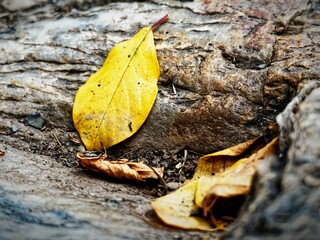 Vibrant Yellow Leaf on Rocky Ground