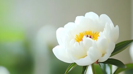 Obraz premium Stunning Close-up of a White Peony Flower