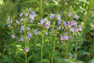 bylina Wielosił błękitny Polemonium caeruleum