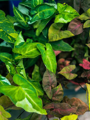 Mixture of greenery growing