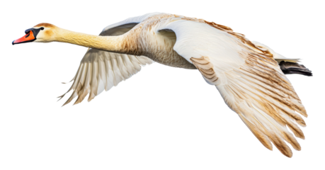 PNG Swan in flight above a calm water surface
