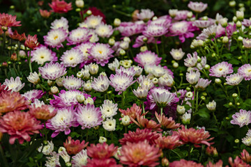 Obraz premium Colorful pink chrysanthemums in a garden blooming beautifully