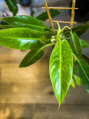 Philodendron lemon twist plant