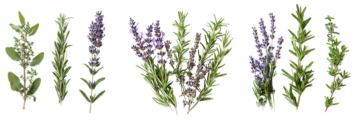 Set of A fresh sprig of rosemary herb placed delicately on a clean white surface, showcasing its green leaves and natural texture on transparent png background