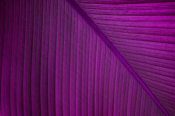 closeup nature view of purple leaves background, abstract leaf texture