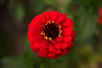 close-up of the zinnia flower in autumn