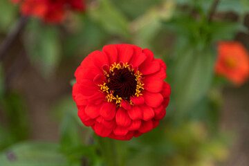 close-up of the zinnia flower in autumn