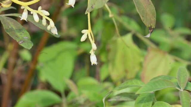 Cuscuta or Dodder flower. It is a genus of over species of yellow, orange or red parasitic plants. Its identified by its thin stems appearing leafless, with the&nbsp;leaves&nbsp;reduced to minute scales.Amarbel