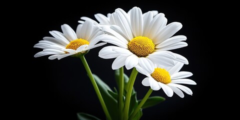 Obraz premium daisy flowers --