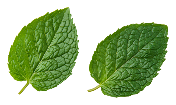 PNG Fresh green mint leaves displayed side by side