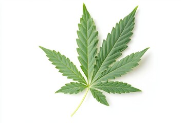 Cannabis Leaf Isolated On White Background.