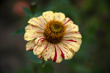 close-up of the zinnia flower in autumn