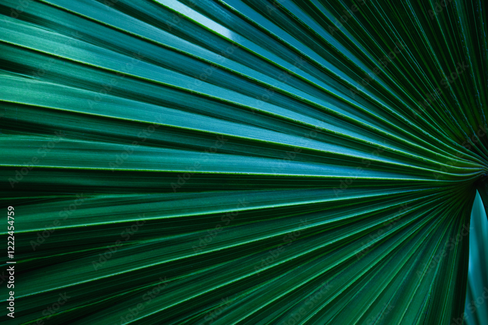 Fototapete abstract palm leaf textures on dark blue tone, natural green background.