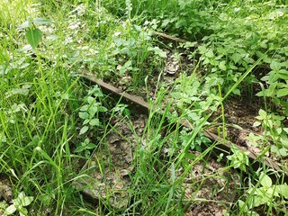 Überwucherte Bahnschienen