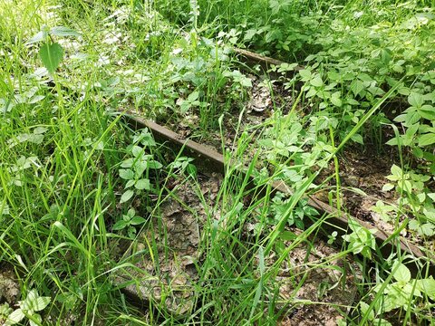 &Uuml;berwucherte Bahnschienen
