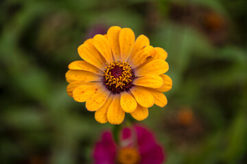 close-up of the zinnia flower in autumn