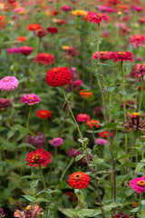 field of various zinnia flowers in the park