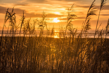 Fototapeta premium Roseaux sous le soleil