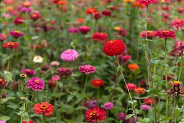 field of various zinnia flowers in the park