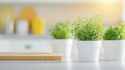 Indoor plants minimalist concept. Fresh potted herbs on a kitchen countertop in natural light, enhancing culinary spaces.