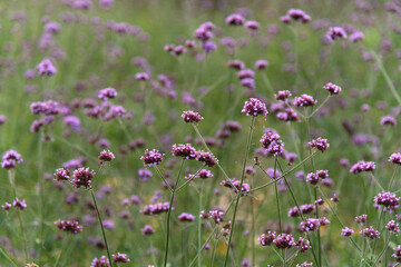 verbena flowers in the park