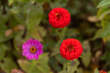 close-up of the zinnia flower in autumn
