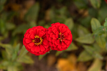 close-up of the zinnia flower in autumn