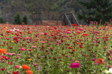field of various zinnia flowers in the park