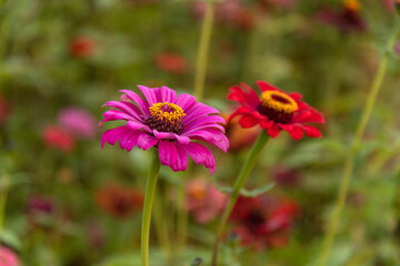 Obraz premium close-up of the zinnia flower in autumn