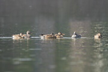 Ducks swimming on a tranquil lake.
