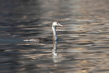 Grebe swimming in reflective water