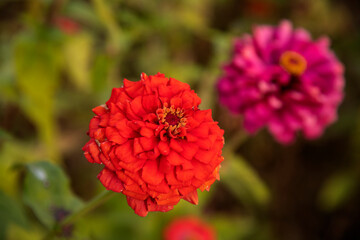 close-up of the zinnia flower in autumn