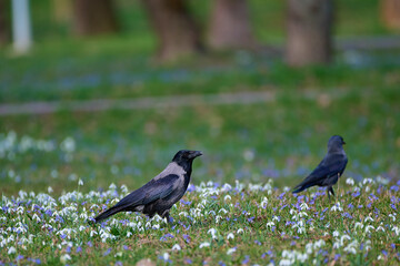 Obraz premium Eurasian jackdaw ,, corvus monedula,, plays in the forest park in sunny day, Danubian wetland, Slovakia