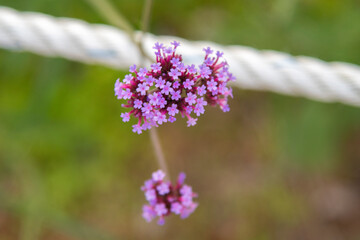close-up of the lavender flowers