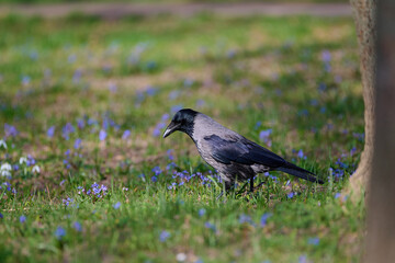 Fototapeta premium Eurasian jackdaw ,, corvus monedula,, plays in the forest park in sunny day, Danubian wetland, Slovakia