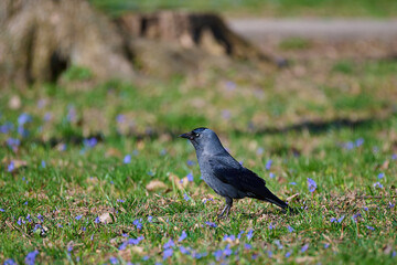 Eurasian jackdaw ,, corvus monedula,, plays in the forest park in sunny day, Danubian wetland, Slovakia