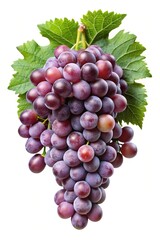 Fototapeta premium grape in branch isolated on white background.