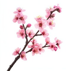 Obraz premium Spring blossoms blooming cherry flowers botanical garden nature outdoor setting close-up view floral beauty and serenity